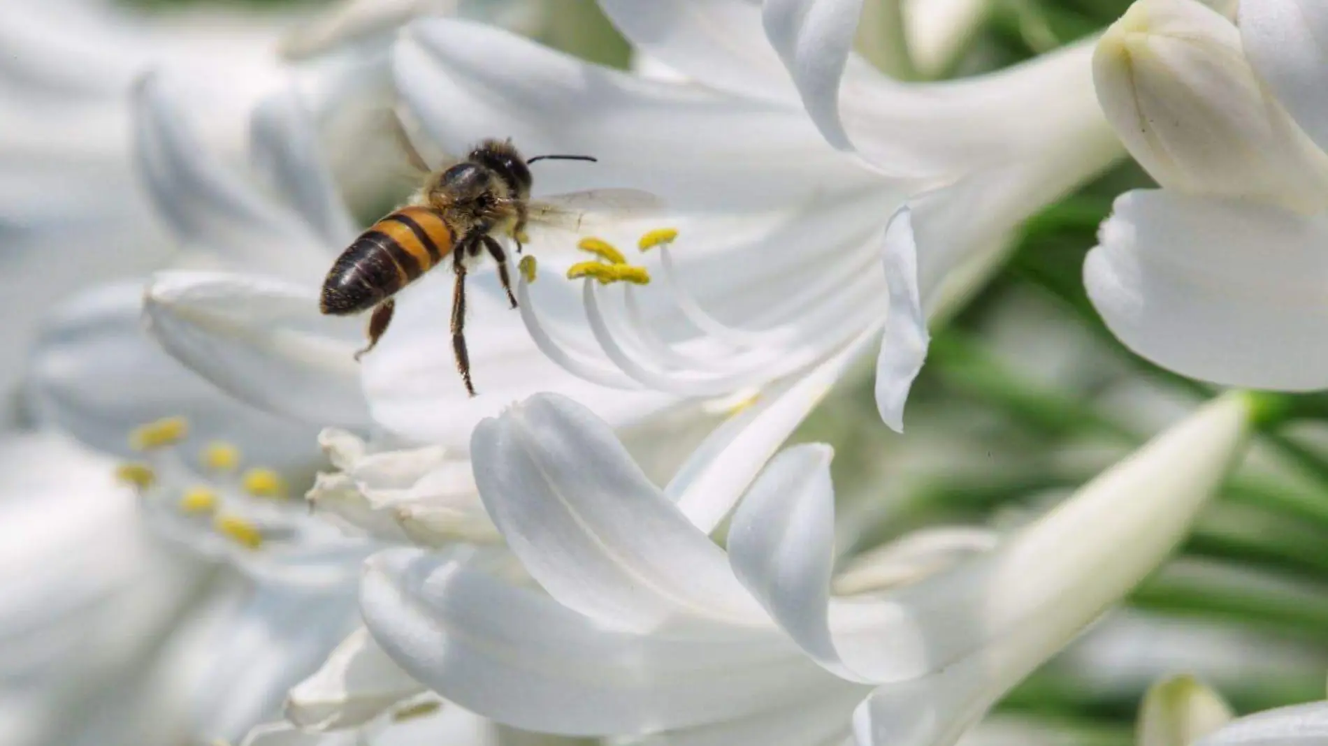 Abeja sobre una flor blanca 